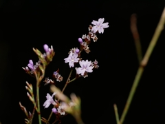 Limonium duriusculum