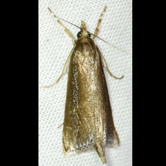 Carectocultus perstrialis