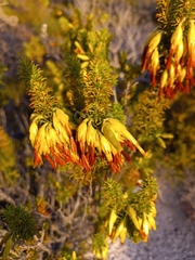 Erica coccinea