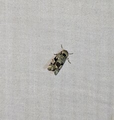 Emarginea percara