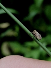 Dicranotropis hamata