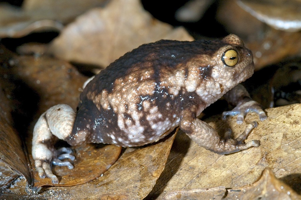 Nguru Warty Frog