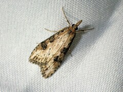 Udea itysalis