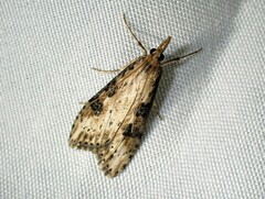 Udea itysalis