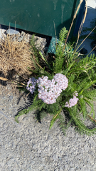Achillea millefolium