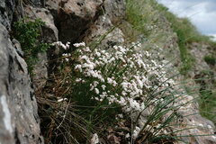 Asperula supina caespitans