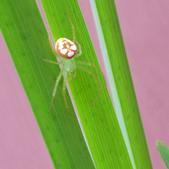 Araneus guttulatus