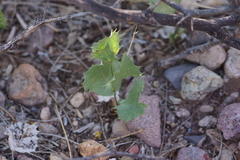 Acourtia nana
