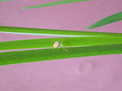 Araneus guttulatus