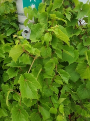 Vitis