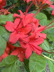 Rhododendron prunifolium