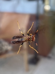Polistes lineonotus