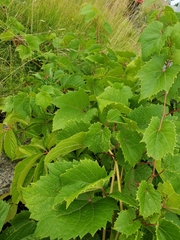 Vitis