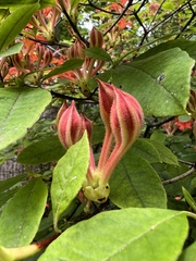 Rhododendron prunifolium