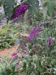 Macroglossum stellatarum