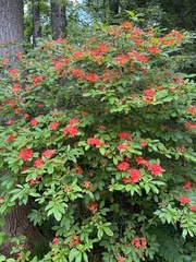 Rhododendron prunifolium