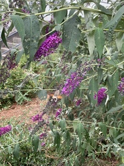 Macroglossum stellatarum