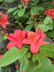 Rhododendron prunifolium