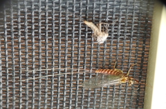 Centroptilum luteolum