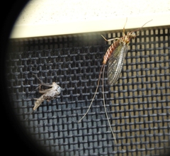 Centroptilum luteolum