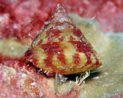Trochus maculatus