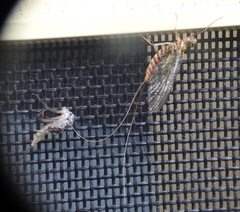 Centroptilum luteolum