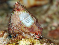 Trochus maculatus