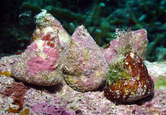 Trochus maculatus