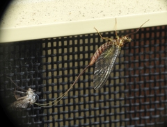 Centroptilum luteolum