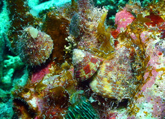 Trochus maculatus