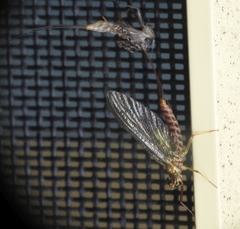 Centroptilum luteolum