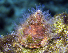 Trochus maculatus