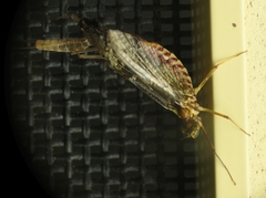 Centroptilum luteolum