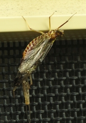 Centroptilum luteolum