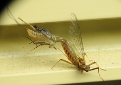 Centroptilum luteolum