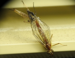 Centroptilum luteolum