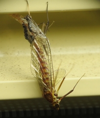 Centroptilum luteolum