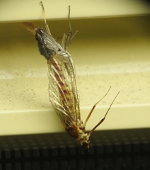 Centroptilum luteolum