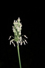 Allium siculum dioscoridis