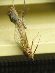 Centroptilum luteolum