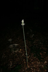 Allium siculum dioscoridis