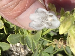 Penstemon davidsonii davidsonii