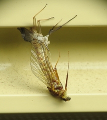 Centroptilum luteolum