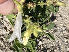 Penstemon davidsonii davidsonii