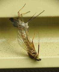 Centroptilum luteolum