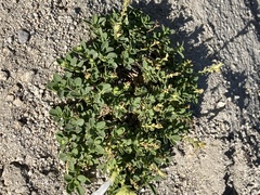 Penstemon davidsonii davidsonii