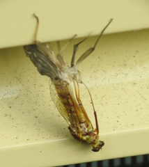 Centroptilum luteolum