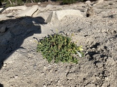 Penstemon davidsonii davidsonii
