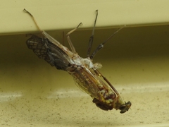 Centroptilum luteolum