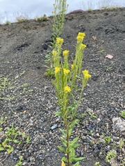 Erysimum virgatum